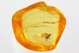 Detailed Fossil Winged Ant (Formicidae) In Baltic Amber #372498-1